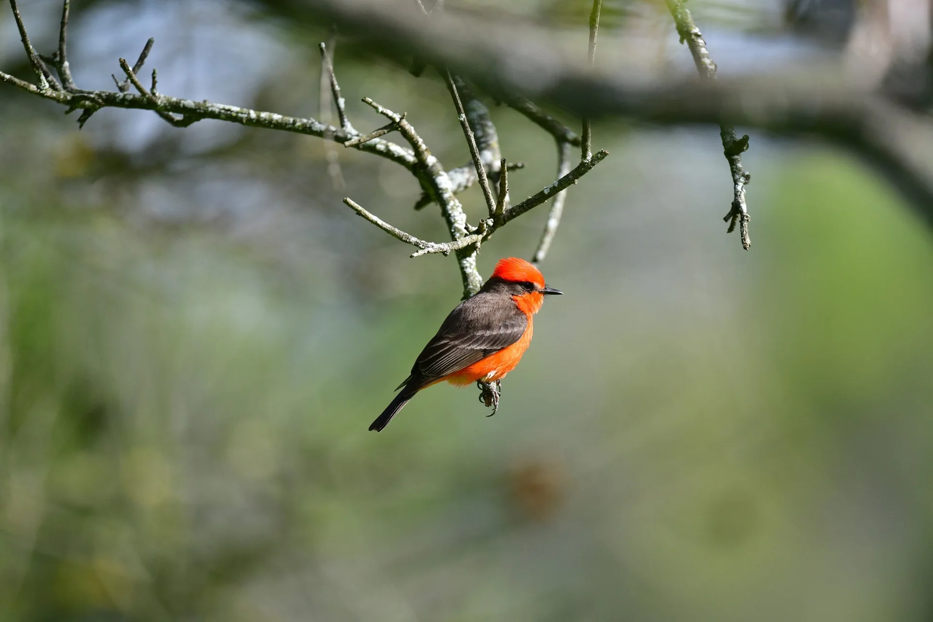 A vermilion flycatcher perched beneath branches against a soft green background. Photograph by Reed Cameron Osaki.